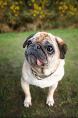 Obraz premium Fawn Pug at Lightwater Country Park looking to the left