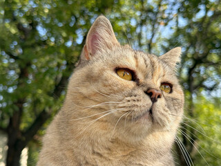 Cat cute face. © OLENA LIALINA