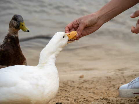 Person Hand Feeding Bread to White Duck Outdoors