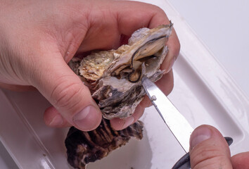  The process of opening oysters, a knife for oysters, male hands open oysters. The oyster opening is in focus and the persons hands . High quality photo © Nataliia