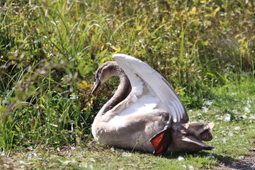 swan in the grass © andrew