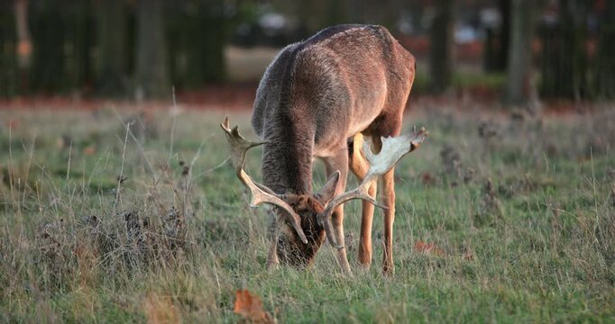 Fallow deer buck with antlers feeding on grass in a natural wilderness habitat, showing a peaceful moment of wildlife in a tranquil forest environment