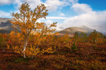 Fototapeta premium Autumn tundra landscape with golden birch tree and mountains. Beautiful northern taiga forest with colorful orange shrubs and snowy peaks under a cloudy sky.