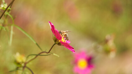 A honeybee collects nectar from a red cosmos flower against a blurred garden background. © ROMAN DZIUBALO