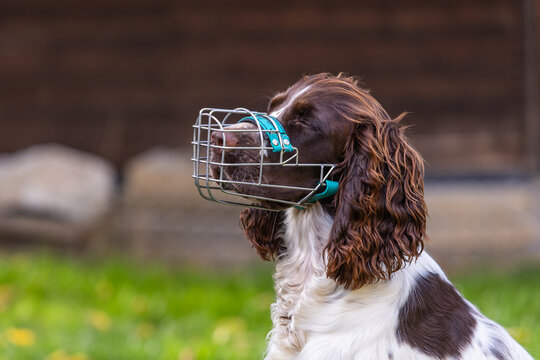 Side profile close up of spaniel dog wearing metal basket muzzle outdoors