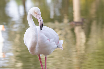 Close up portrait of a greater flamingo standing by a calm water pond with soft background reflections.  © Nikola