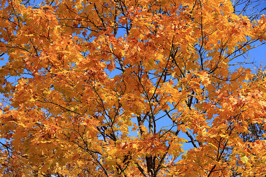 Autumn banner featuring red and yellow oak and maple leaves on a fine, sunny day,vibrant autumn image for layouts and design templates, colorful seasonal greeting card Hello, Autumn