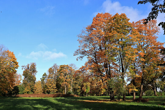 Autumn park in Russia in September, Avenue surrounded by red and yellow foliage, with a carpet of fallen leaves on a sunny day. picturesque landscape, a vibrant autumn banner,