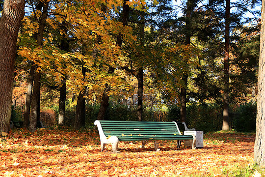 Avenue surrounded by red and yellow foliage, with a carpet of fallen leaves on a sunny day. Autumn park in Russia in September, picturesque landscape, a vibrant autumn banner