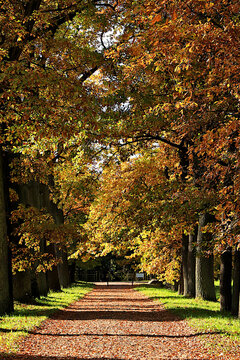 Avenue surrounded by red and yellow foliage, with a carpet of fallen leaves on a sunny day. Autumn park in Russia in September, picturesque landscape, a vibrant autumn banner