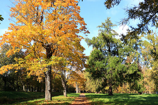 Avenue surrounded by red and yellow foliage, with a carpet of fallen leaves on a sunny day. Autumn park in Russia in September, picturesque landscape, a vibrant autumn banner,