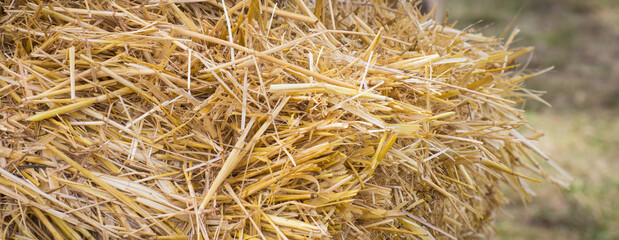 Bales of hay or straw. Background or wallpaper texture © ratmaner