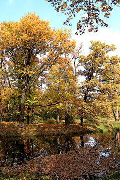 Autumn park in Russia in September,Lake surrounded by red and yellow foliage, with its reflection in the water on sunny day. picturesque autumn park landscape,vibrant autumn banner