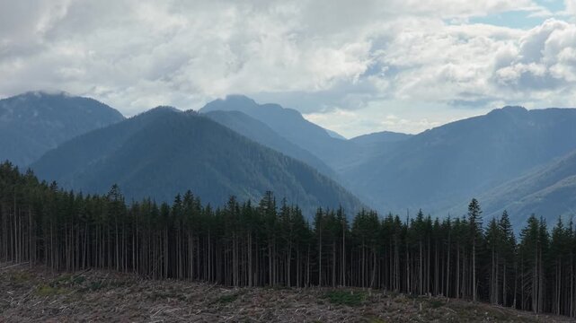 Majestic Mountain Landscape with Dense Forest and Clear-Cut Areas in Chilliwack, British Columbia
