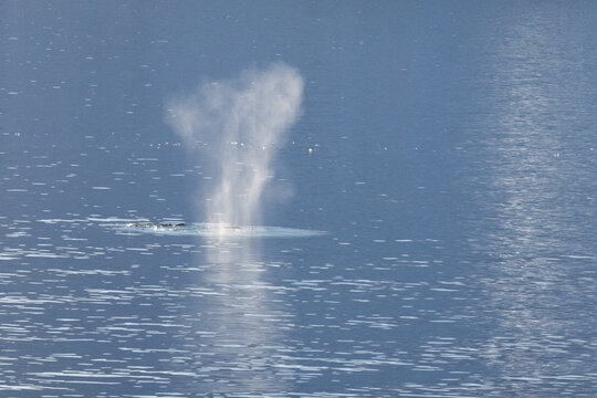 Whale swimming in the Southern Ocean