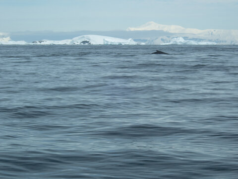 Whale swimming in the Southern Ocean