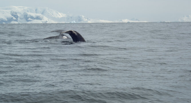 Whale swimming in the Southern Ocean