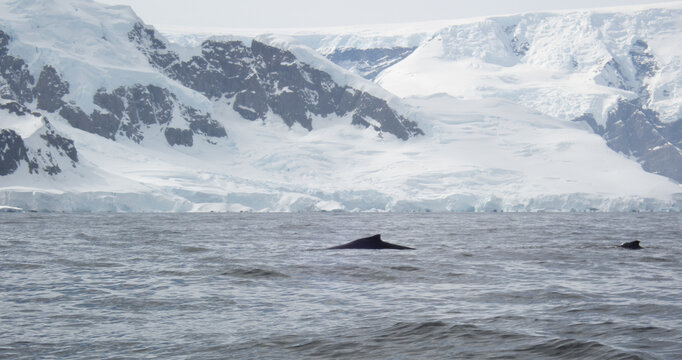 Whale swimming in the Southern Ocean