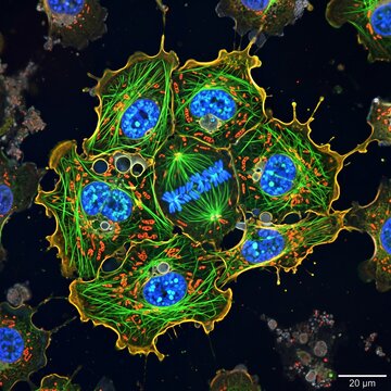 Fluorescence microscopy of mitotic dividing cells with chromosomes actin cytoskeleton and nuclei