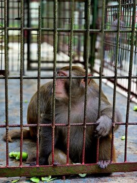 Close-Up Portrait of a Monkey Holding Metal Cage Bars with a Thoughtful Expression