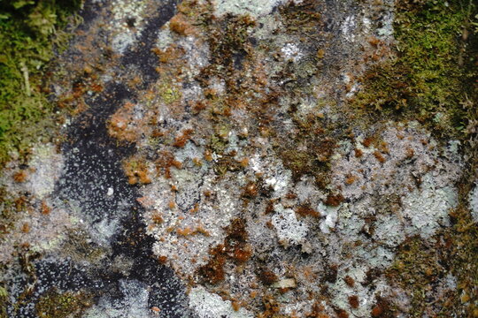 Close-up view of moss and lichen growing on a textured dark surface with an abstract organic pattern