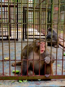 Close-Up Portrait of a Monkey Holding Metal Cage Bars with a Thoughtful Expression