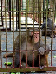 Close-Up Portrait of a Monkey Holding Metal Cage Bars with a Thoughtful Expression © MdAshaduzzaman