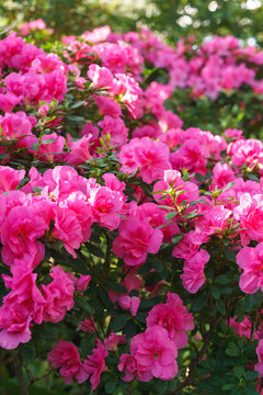 Vibrant pink Rhododendron indicum azalea with rosette shaped flowers blooming with lush green foliage floral background. Evergreen plant outdoor, in orangery, botanical garden or greenhouse
