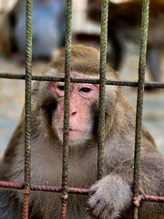 Close-Up Portrait of a Monkey Holding Metal Cage Bars with a Thoughtful Expression © MdAshaduzzaman