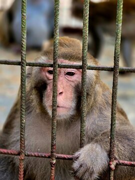Close-Up Portrait of a Monkey Holding Metal Cage Bars with a Thoughtful Expression