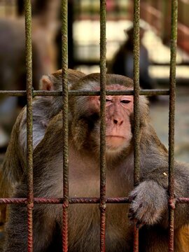 Close-Up Portrait of a Monkey Holding Metal Cage Bars with a Thoughtful Expression