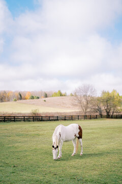 Spotted horse grazing in a green pasture under cloudy sky