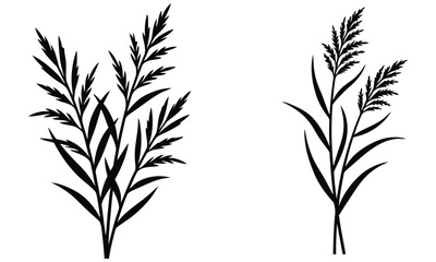 Obraz premium Grasses silhouette displays a simple botanical illustration against a white background herbage foliage flora