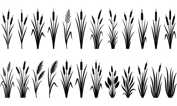 Collection of cattail silhouettes and wheat stalks against a white background cattails reeds rushes