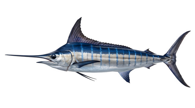 Detailed side view of a blue marlin fish illustration isolated on transparent background