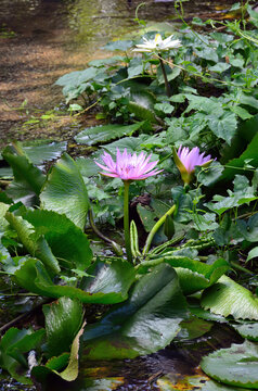 Tropical water lily (Nymphaea capensis). Mauritius