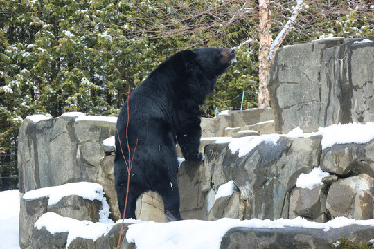 Asian black bear (Ursus thibetanus or Selenarctos thibetanus), also moon or white-chested bear, is a medium-sized bear species native to Asia and largely adapted to arboreal life
