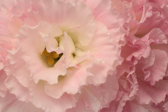 Close-up cream beige pink Eustoma. Lisianthus Flower bud Petals. Natural light background.