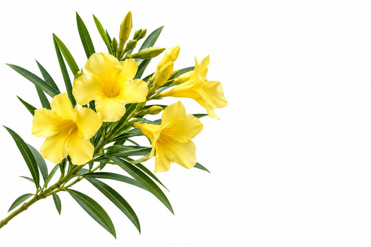 Yellow oleander branch with bright trumpet shaped flowers and slender green leaves isolated against a white background with generous copy space for botanical education and ornamental plant themes