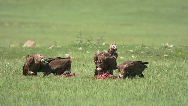 Vultures feed aggressively on carrion in open grassland during raw scavenger behavior.