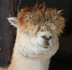 Alpaca is a domesticated species of South American camelid. It resembles a small llama in appearance.Alpacas are kept in herds that graze on the level heights of the Andes of southern Peru. © Daniel Meunier