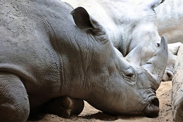 The white rhino or square-lipped rhinoceros is the largest extant species of rhinoceros.  It has a wide mouth used for grazing and is the most social of all rhino species.  © Daniel Meunier