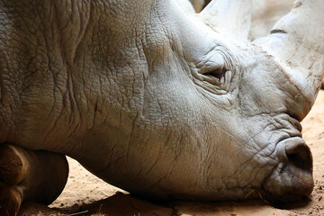 The white rhino or square-lipped rhinoceros is the largest extant species of rhinoceros.  It has a wide mouth used for grazing and is the most social of all rhino species.  © Daniel Meunier