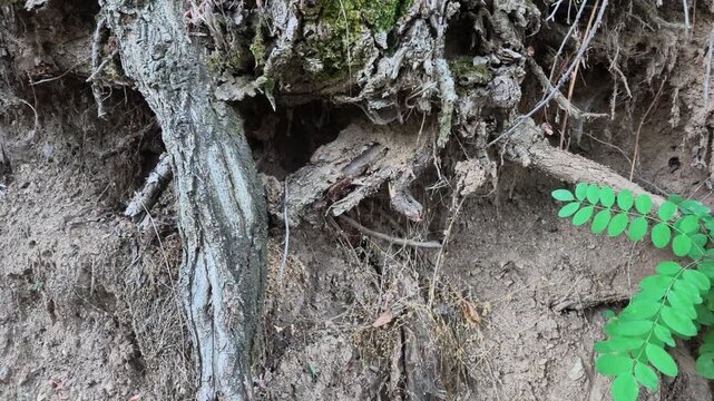 exposed root system of a tree with thick trunks and tangled roots emerging from soil close up video
