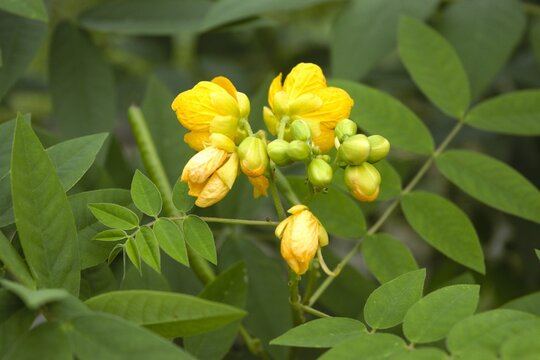 Yellow Senna Flowers with Pinnate Leaves in Tokyo, Japan