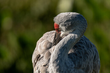 Obraz premium Sandhill Crane Preening Gray Feathers in Warm Morning Light
