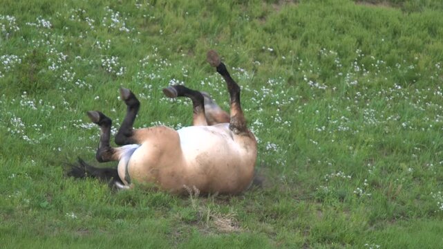Przewalski horse rolling on ground, scratching back in dirt, distressed wild equine.