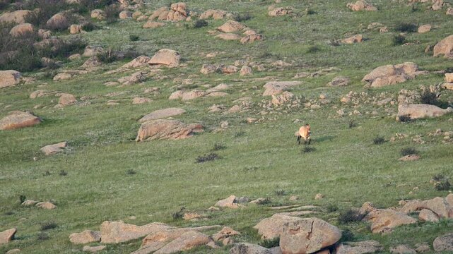 Przewalski horses on mountain slope in Khustain Nuruu Reserve, Mongolia wildlife.