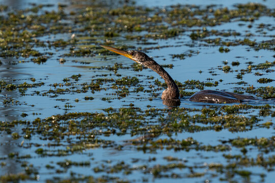 Anhinga Swimming Low Through a Vegetated Florida Wetland