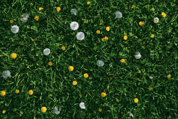 Fototapeta premium Yellow and white dandelions in green grass